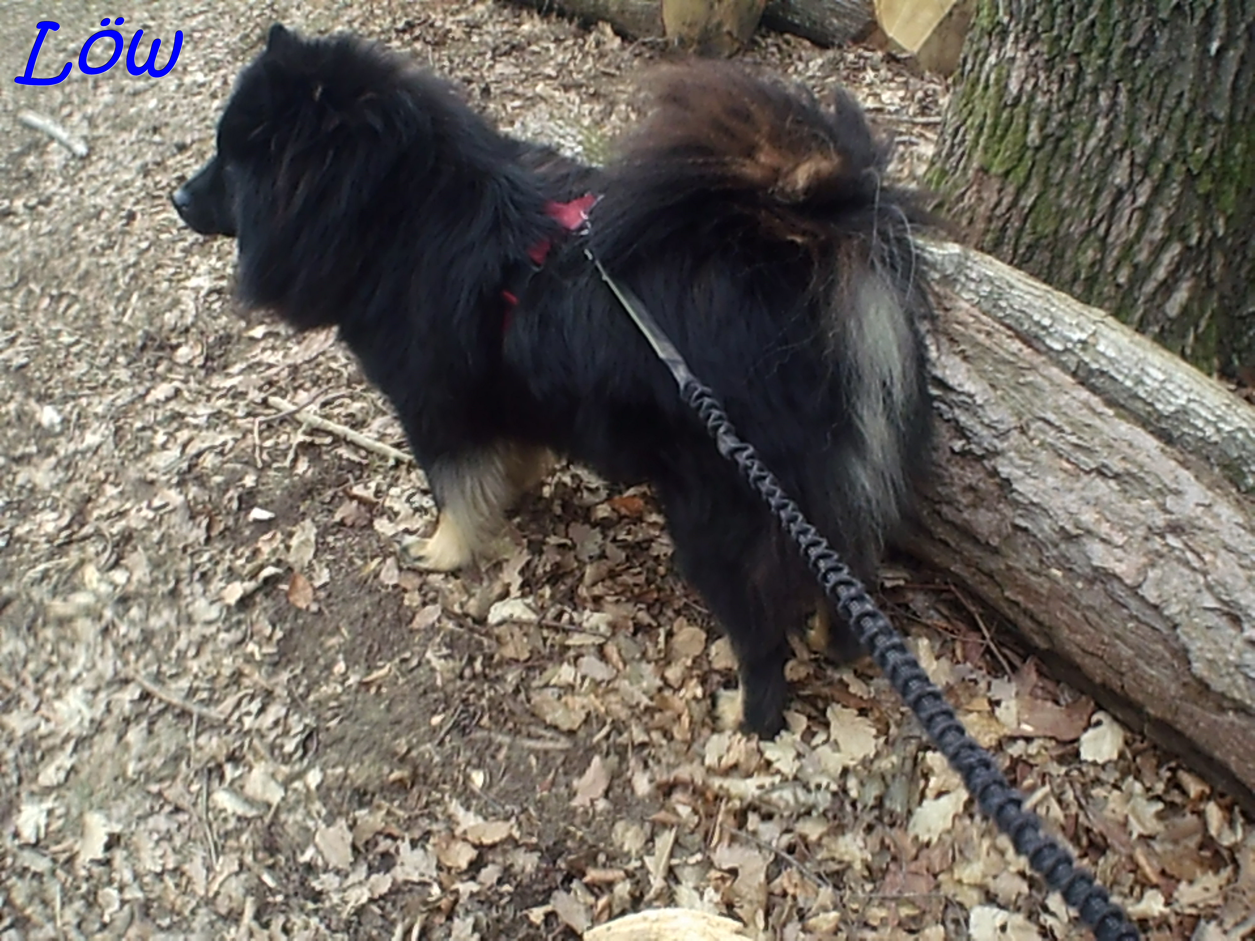 22.3.2025 - Howard sieht nur Bäume